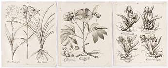 BESLER, BASILIUS. Group of 30 uncolored folio engravings from Hortus Eystettensis.